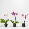 Moth Orchid Bundle - Image 8