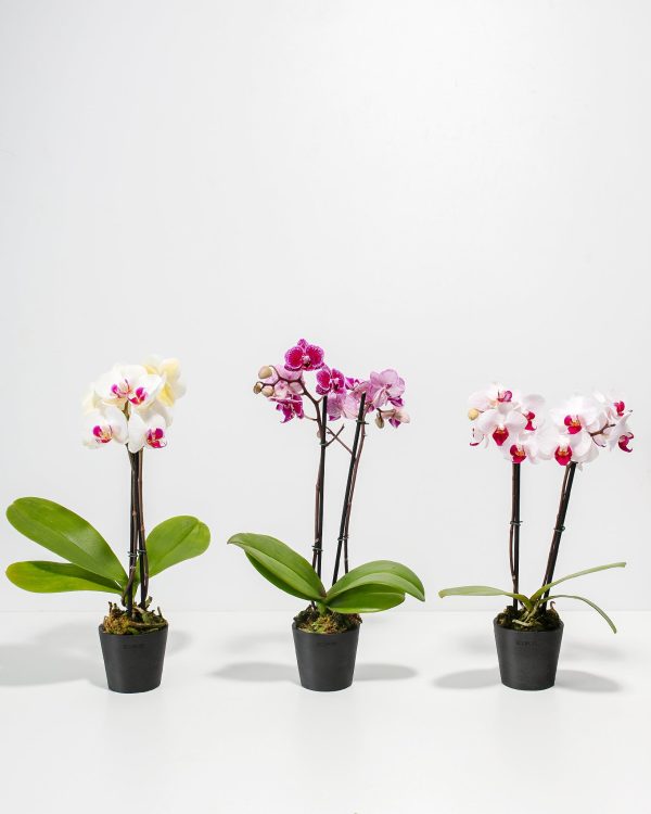 Moth Orchid Bundle - Image 8