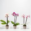 Moth Orchid Bundle - Image 6