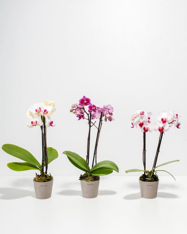 Moth Orchid Bundle - Image 6