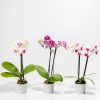 Moth Orchid Bundle - Image 5