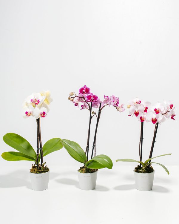 Moth Orchid Bundle - Image 5