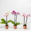 Moth Orchid Bundle - Image 7