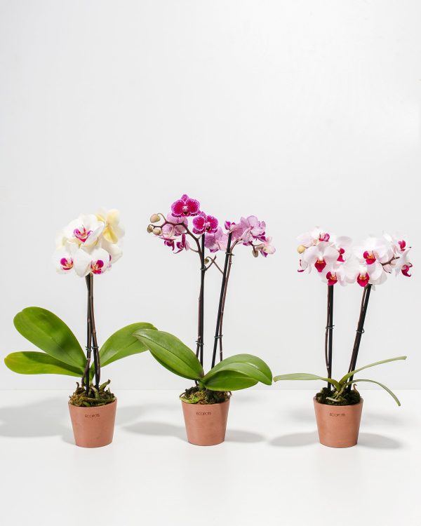 Moth Orchid Bundle - Image 7
