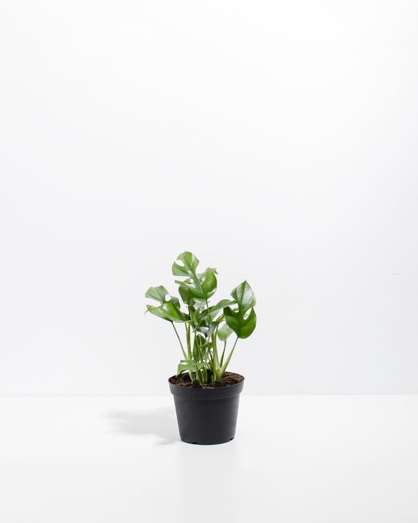 Philodendron Ginny (Mini Monstera) - Image 4