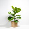 Fiddle Leaf Fig Tree (Ficus Lyrata) - Image 18