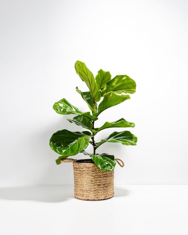 Fiddle Leaf Fig Tree (Ficus Lyrata) - Image 18