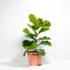 Fiddle Leaf Fig Tree (Ficus Lyrata) - Image 14