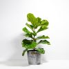 Fiddle Leaf Fig Tree (Ficus Lyrata) - Image 13