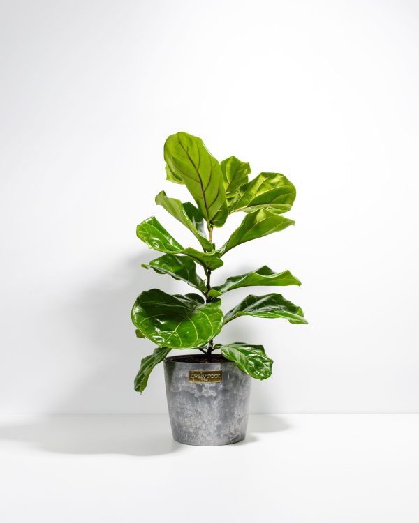 Fiddle Leaf Fig Tree (Ficus Lyrata) - Image 13