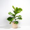 Fiddle Leaf Fig Tree (Ficus Lyrata) - Image 15