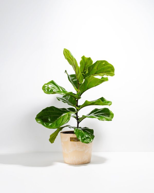 Fiddle Leaf Fig Tree (Ficus Lyrata) - Image 15