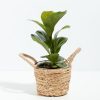 Fiddle Leaf Fig Tree (Ficus Lyrata) - Image 16
