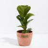 Fiddle Leaf Fig Tree (Ficus Lyrata) - Image 9