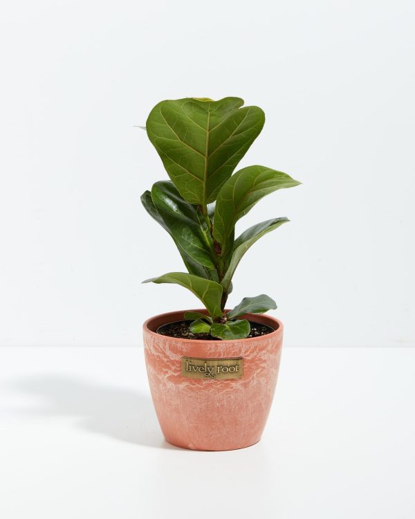 Fiddle Leaf Fig Tree (Ficus Lyrata) - Image 9