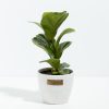 Fiddle Leaf Fig Tree (Ficus Lyrata) - Image 7