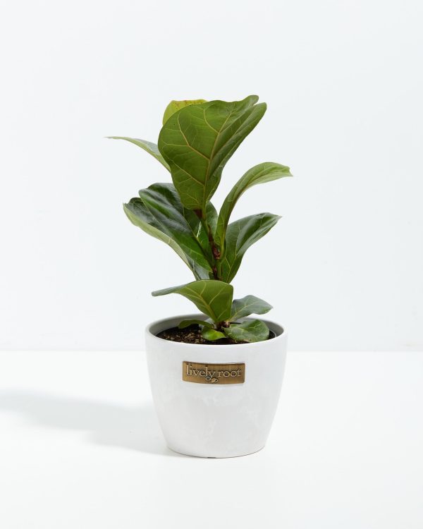 Fiddle Leaf Fig Tree (Ficus Lyrata) - Image 7