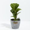 Fiddle Leaf Fig Tree (Ficus Lyrata) - Image 8