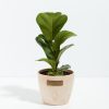 Fiddle Leaf Fig Tree (Ficus Lyrata) - Image 10