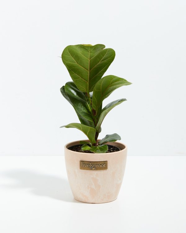 Fiddle Leaf Fig Tree (Ficus Lyrata) - Image 10