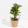 Fiddle Leaf Fig Tree (Ficus Lyrata) - Image 17