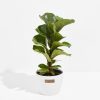 Fiddle Leaf Fig Tree (Ficus Lyrata) - Image 19