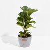 Fiddle Leaf Fig Tree (Ficus Lyrata) - Image 11