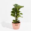 Fiddle Leaf Fig Tree (Ficus Lyrata) - Image 12