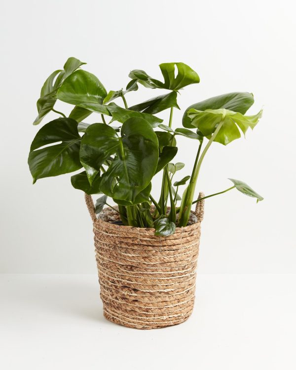 Monstera Deliciosa (Split Leaf Philodendron) - Image 33