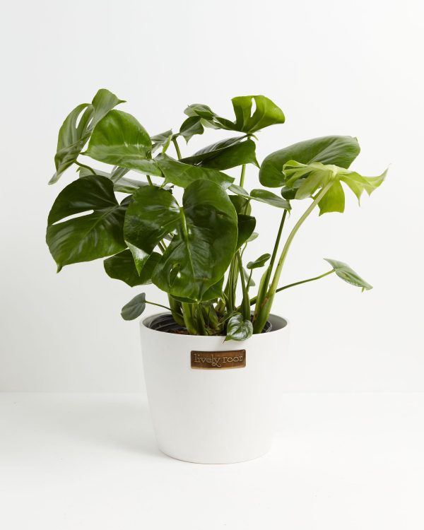 Monstera Deliciosa (Split Leaf Philodendron) - Image 26