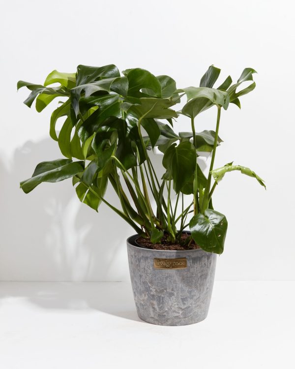 Monstera Deliciosa (Split Leaf Philodendron) - Image 27