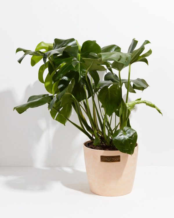 Monstera Deliciosa (Split Leaf Philodendron) - Image 29