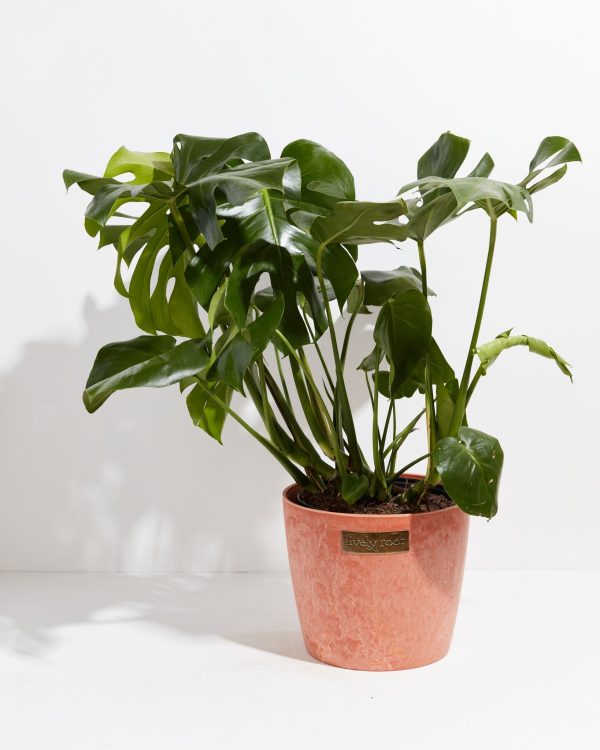 Monstera Deliciosa (Split Leaf Philodendron) - Image 28