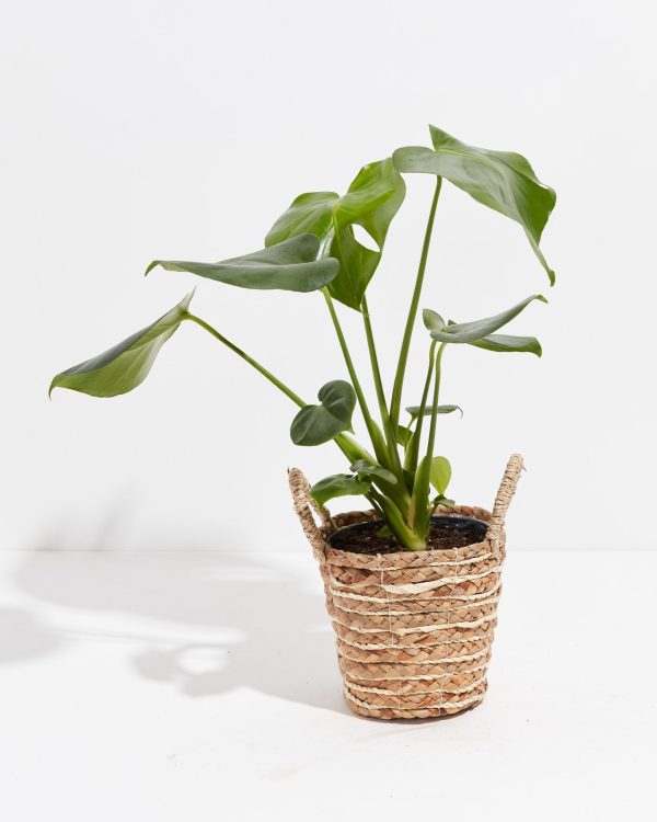 Monstera Deliciosa (Split Leaf Philodendron) - Image 31