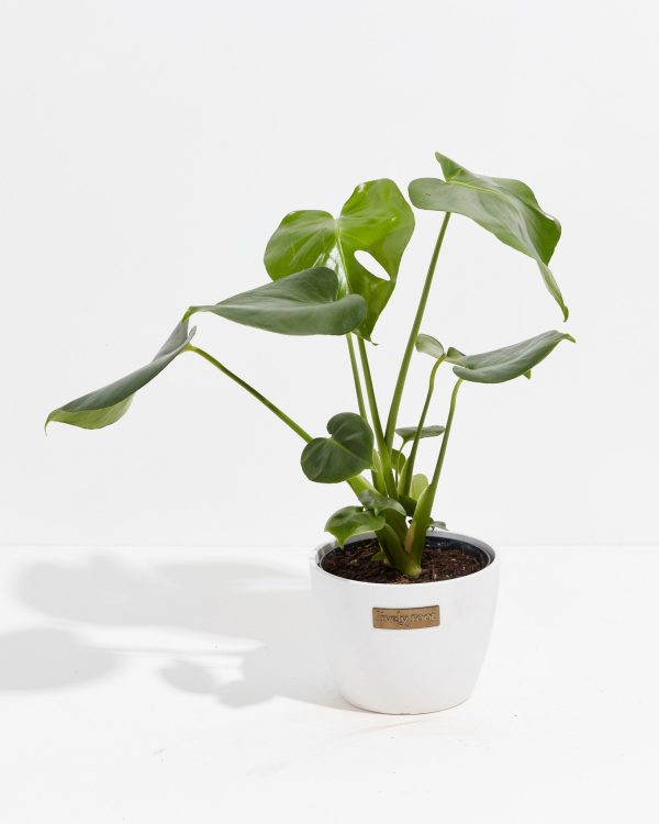 Monstera Deliciosa (Split Leaf Philodendron) - Image 34