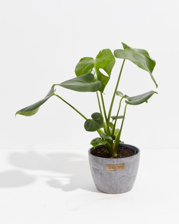 Monstera Deliciosa (Split Leaf Philodendron) - Image 21