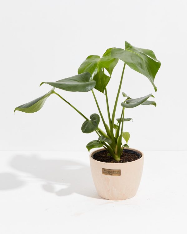 Monstera Deliciosa (Split Leaf Philodendron) - Image 23
