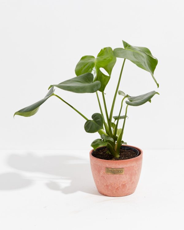 Monstera Deliciosa (Split Leaf Philodendron) - Image 22