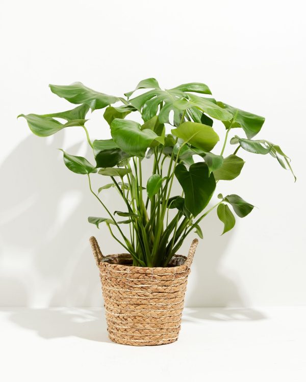 Monstera Deliciosa (Split Leaf Philodendron) - Image 32