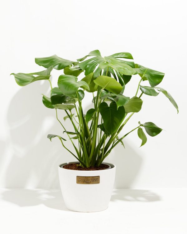 Monstera Deliciosa (Split Leaf Philodendron) - Image 24