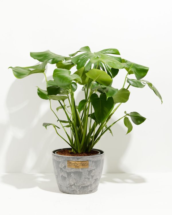 Monstera Deliciosa (Split Leaf Philodendron) - Image 25