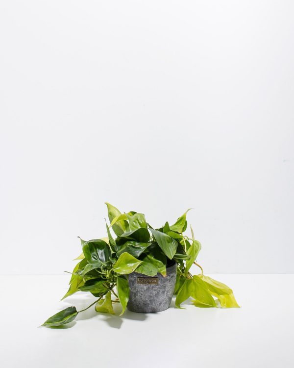 Philodendron Vine (Lemon Lime) - Image 11