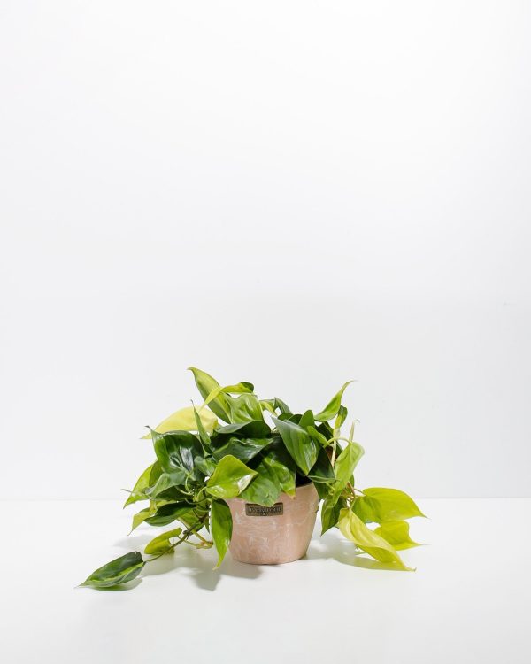 Philodendron Vine (Lemon Lime) - Image 13
