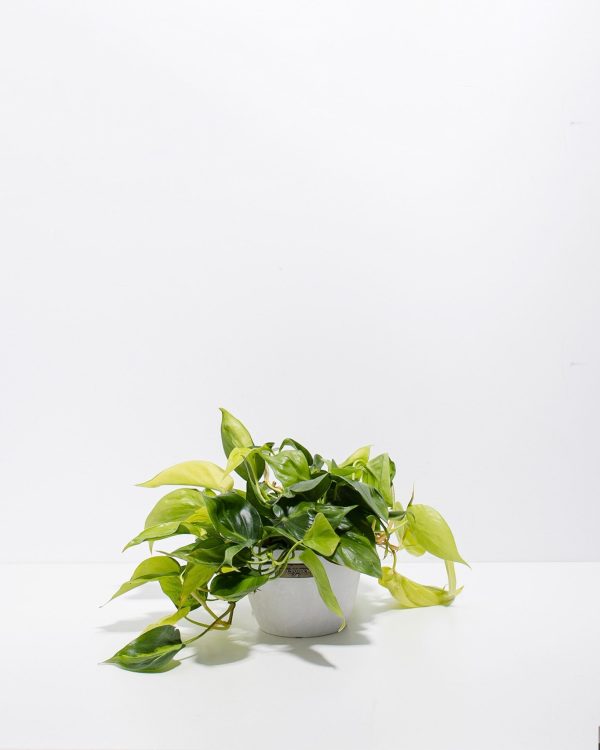 Philodendron Vine (Lemon Lime) - Image 10