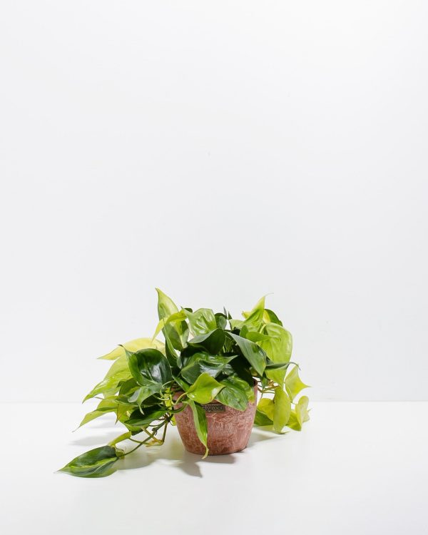 Philodendron Vine (Lemon Lime) - Image 12