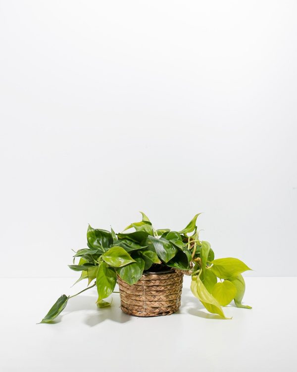 Philodendron Vine (Lemon Lime) - Image 15