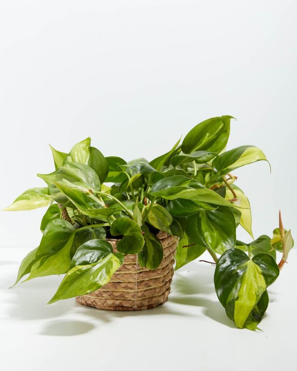 Philodendron Vine (Lemon Lime) - Image 14
