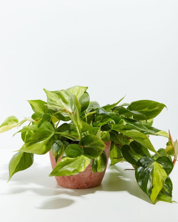 Philodendron Vine (Lemon Lime) - Image 8