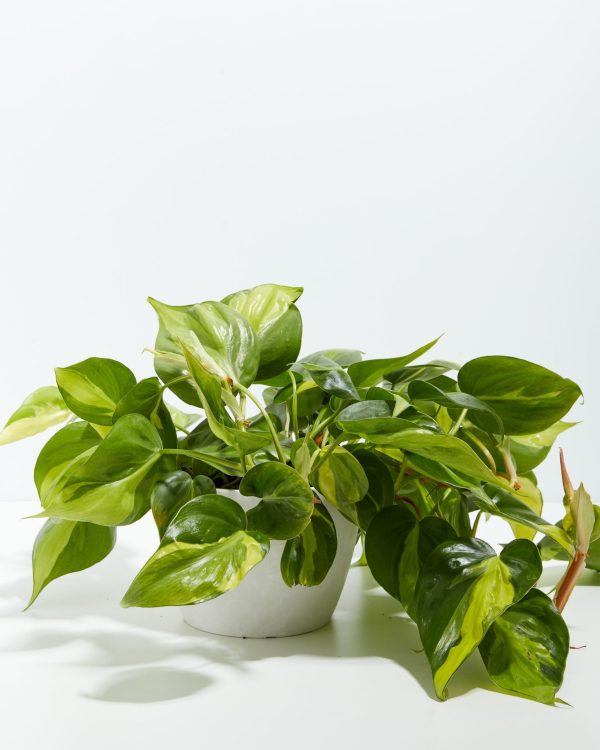 Philodendron Vine (Lemon Lime) - Image 6