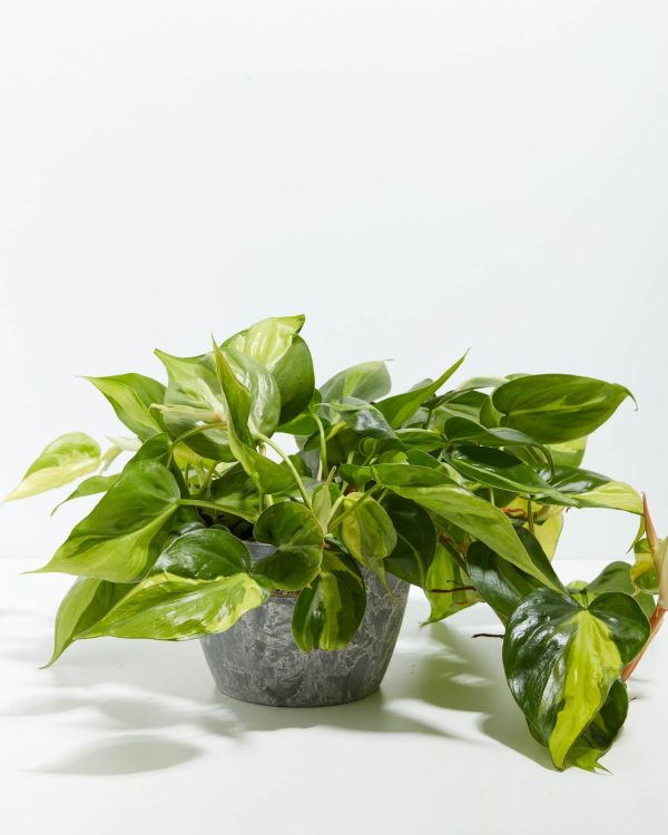 Philodendron Vine (Lemon Lime) - Image 7